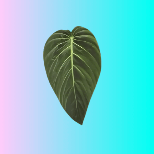 Philodendrons