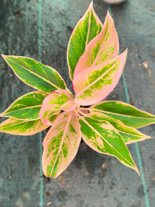Aglaonema Pink Aurora Medium Size Rooted Plant Without Pot