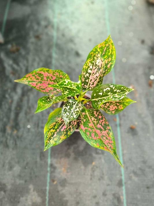 Aglaonema Pink Dalmatian Medium Size Rooted Plant Without Pot