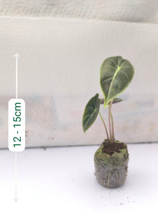 Alocasia Pink Princess (Tissue Culture Plant in Jiffy bag)