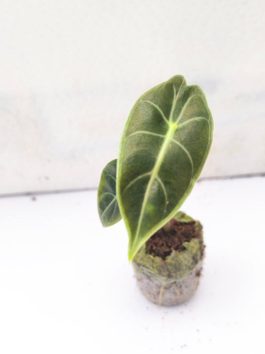 Alocasia Pink Princess (Tissue Culture Plant in Jiffy bag)