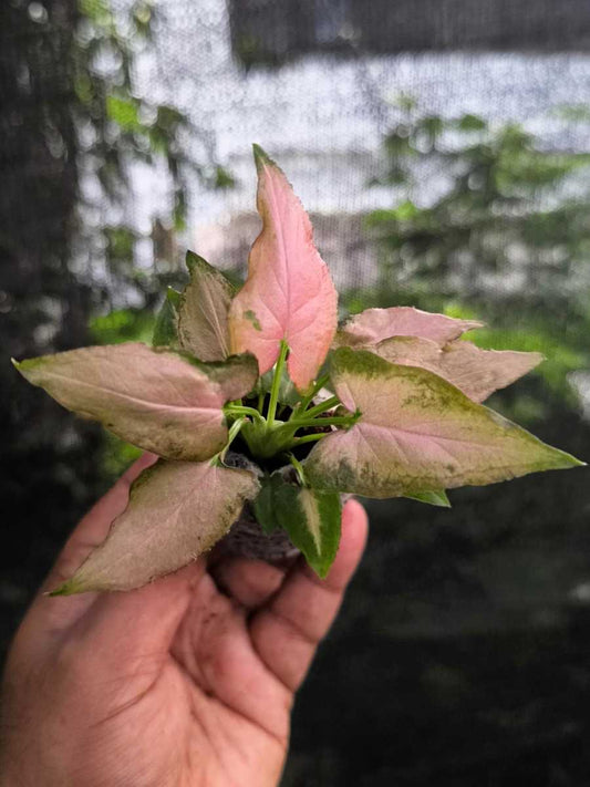 Syngonium Pink Arrow ( Tissue Culture Plant in Jiffy bag)