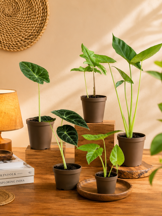 Alocasia Plants Super Combo 745- Porte , Jaklin,Wentii, Macrorrhiza And Black Velvet