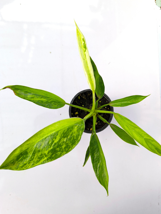 Philodendron Jose Buono Variegated Medium Sized Plant Without Pot