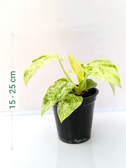 Philodendron Giganteum Blizzard Medium Sized Plant Without Pot