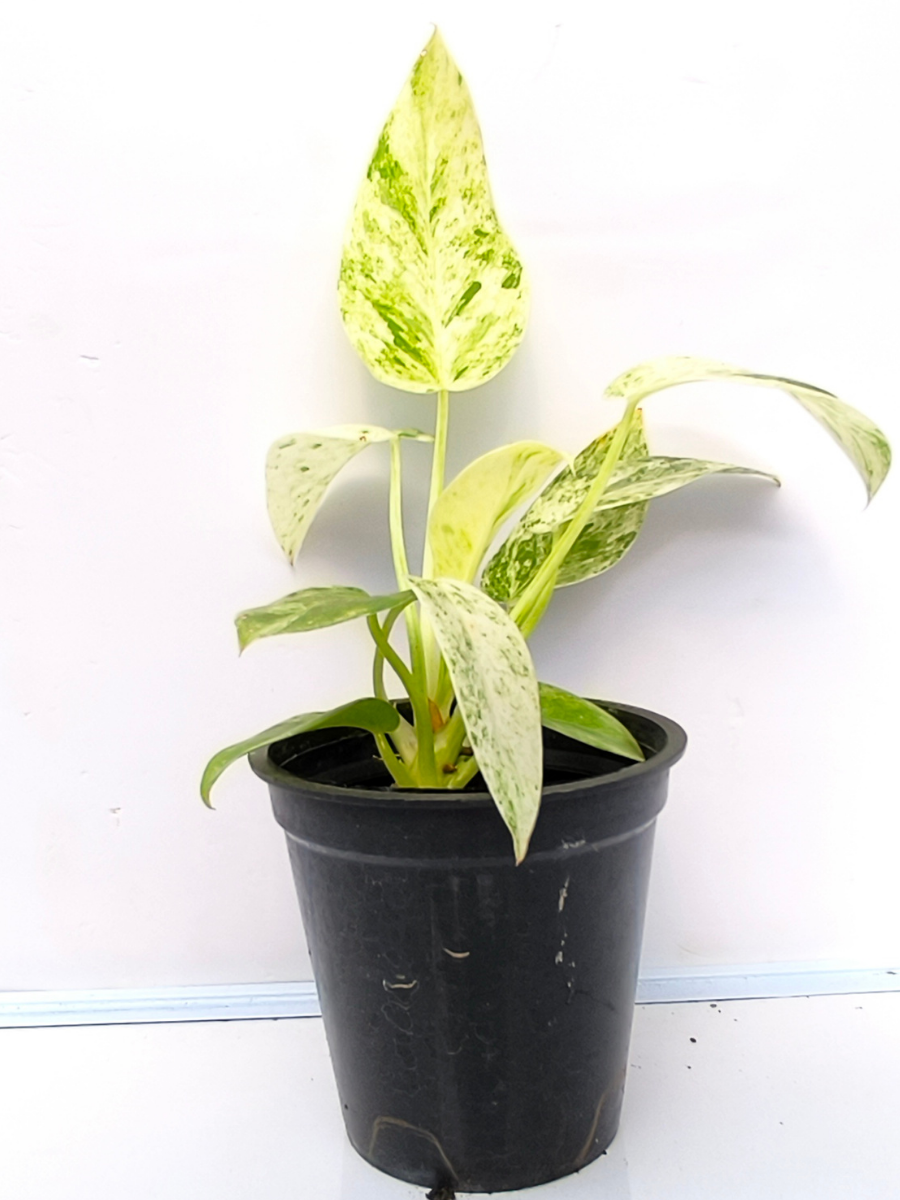 giganteum blizzard philodendron Philodendron Giganteum Blizzard Medium Sized Plant Without Pot – vridhigarden