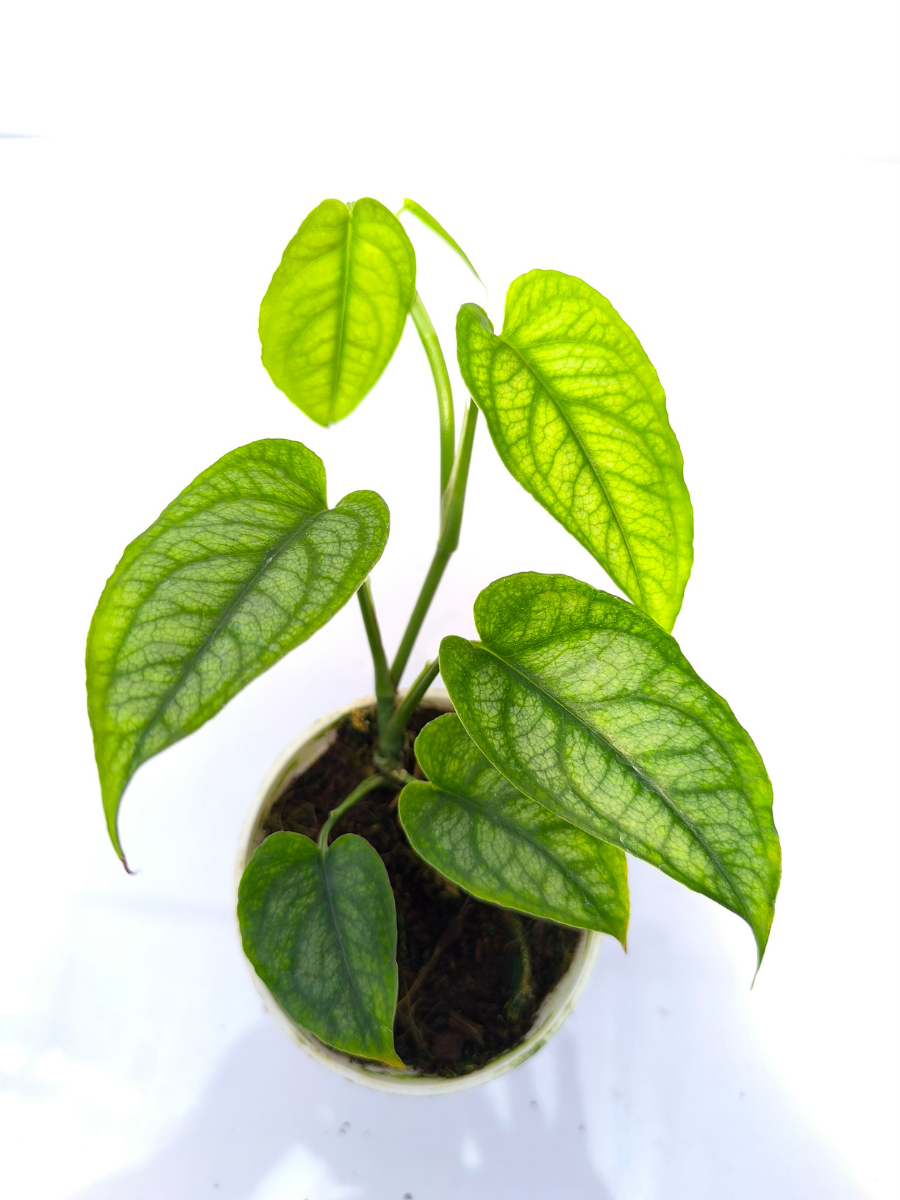 buy plants without pots Monstera Siltepecana Small Plant Without Pot – vridhigarden