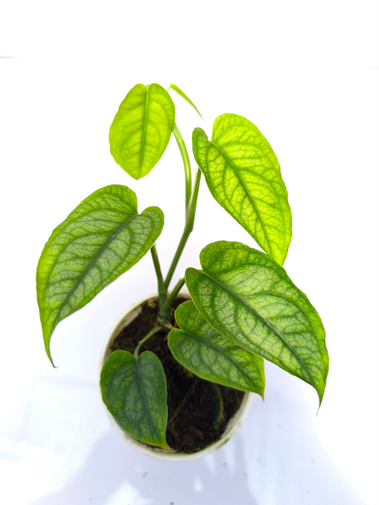 Monstera Siltepecana Small Plant Without Pot