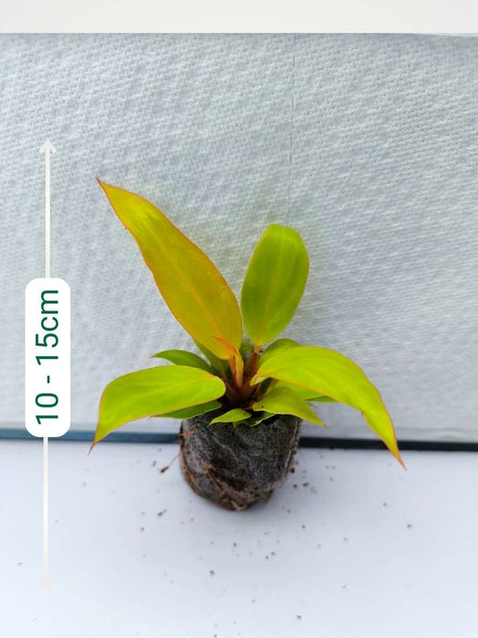 Philodendron Prince of Orange ( Tissue Culture Plant in Jiffy Bag)