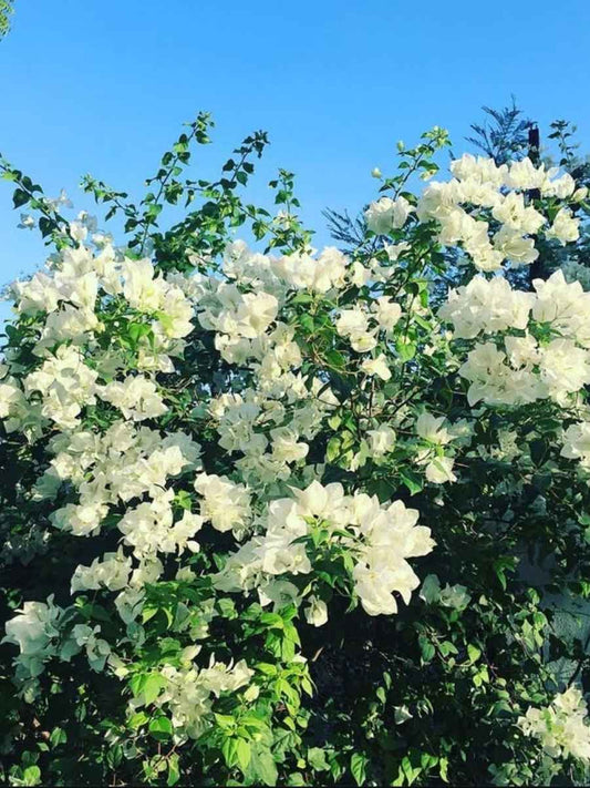 Bougainvillea Pune White Rooted Plant in Polybag