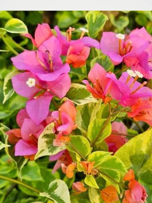 Bougainvillea Rainbow Variegated Rooted Plant in Polybag