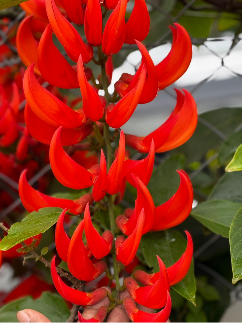 jade vine plant Red Jade Vine (Well rooted Plant) with Pot – vridhigarden