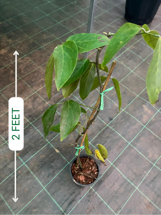 Red Jade Vine (Well rooted Plant) with Pot