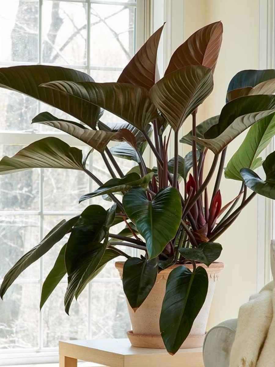 philodendron birkin red congo Philodendron Red Congo ( Tissue Culture Plant in Jiffy Bag) – vridhigarden