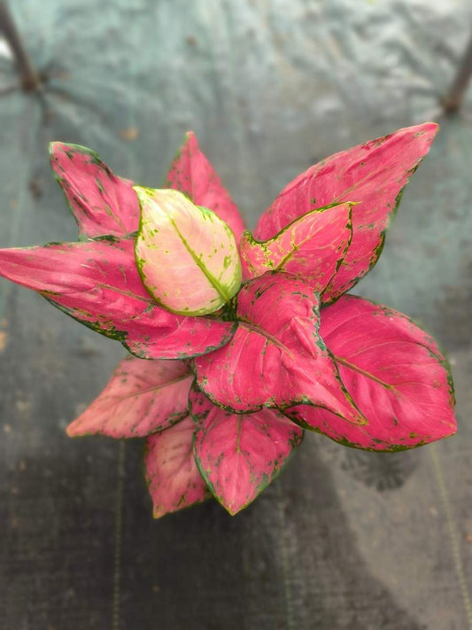 Aglaonema Red Beauty Big Rooted Plant Without Pot