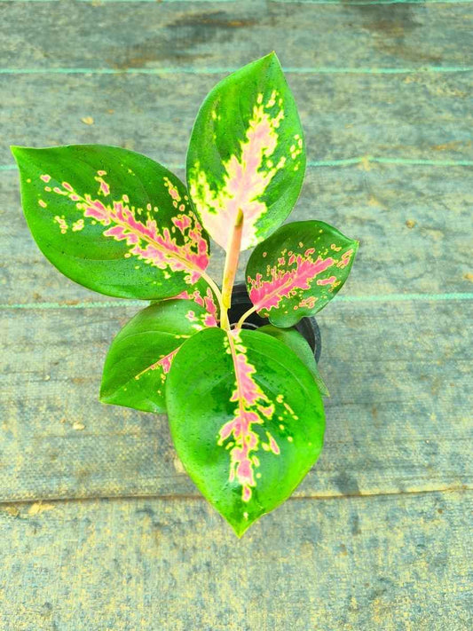 Aglaonema Red Charm Medium Size Rooted Plant Without Pot