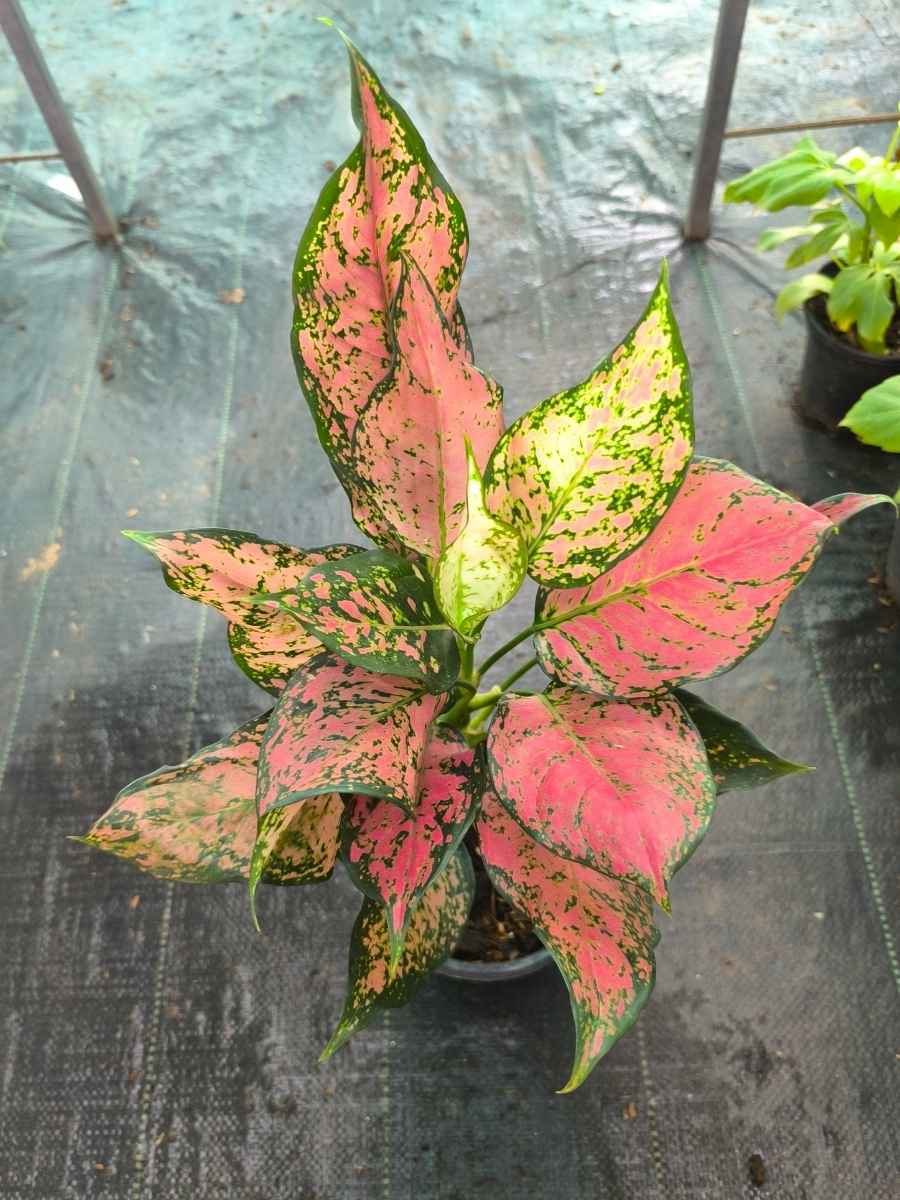 aglaonema varieties for sale Aglaonema Red Valentine Mother Plant Without Pot – vridhigarden