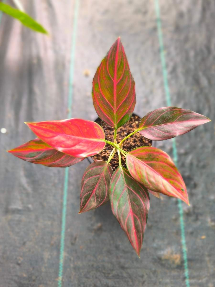 aglaonema red plant Aglaonema Red Wine Medium Size Rooted Plant Without Pot – vridhigarden
