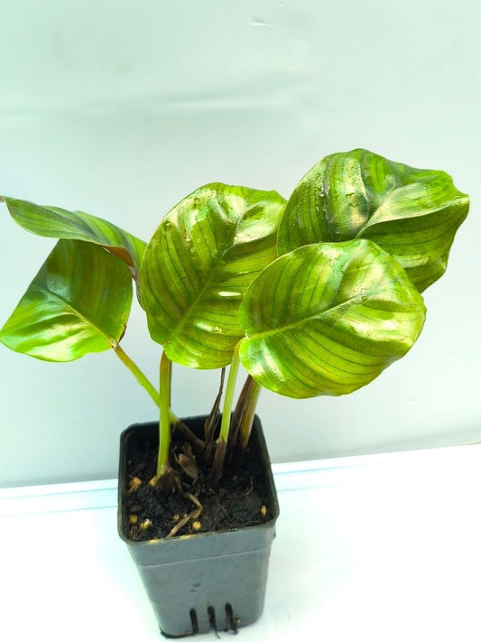 Calathea Rose Apple (Well Rooted Plant Without Pot)