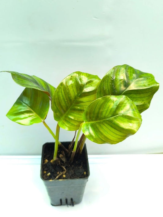 Calathea Rose Apple (Well Rooted Plant Without Pot)