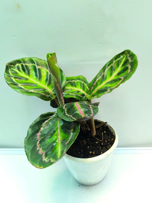 Calathea Roseopicta Illustris (Well Rooted Plant Without Pot)