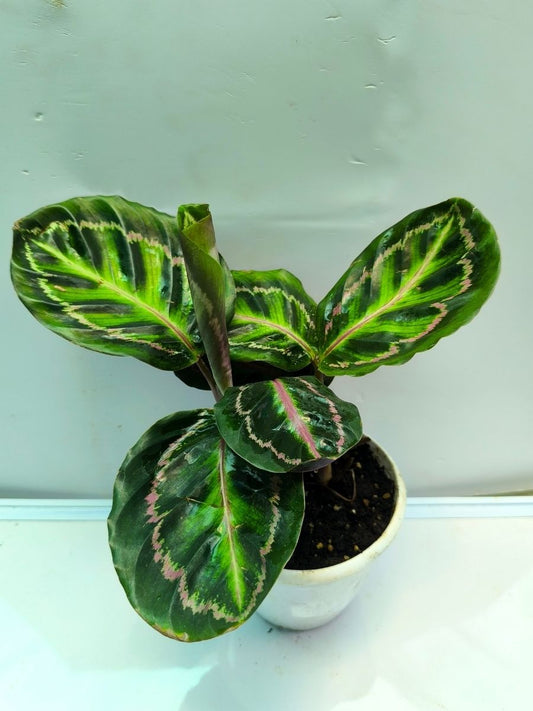 Calathea Roseopicta Illustris (Well Rooted Plant Without Pot)