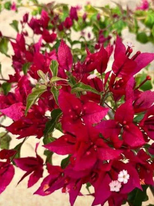 Bougainvillea Ruby Red Rooted Plant in Polybag