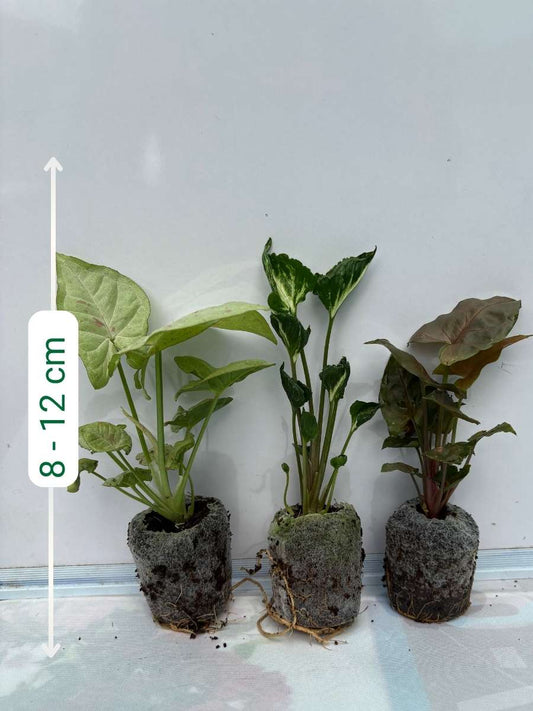 3 Rare Syngonium Combo 555 ( Milk Confetti, Godzilla, Bronze) Tissue Culture Plants in Jiffy Bags )