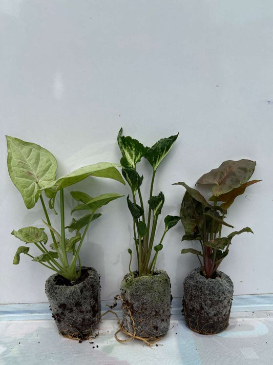 3 Rare Syngonium Combo 555 ( Milk Confetti, Godzilla, Bronze) Tissue Culture Plants in Jiffy Bags )