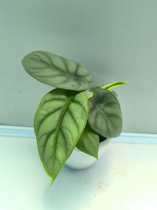 Alocasia Silver Dragon (Tissue Culture Plant in Jiffy bag)