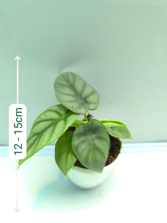 Alocasia Silver Dragon (Tissue Culture Plant in Jiffy bag)