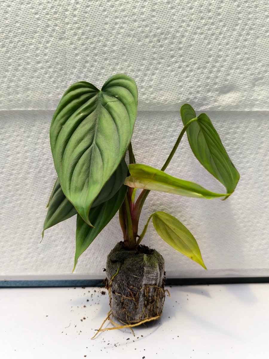 philodendron columbiana Philodendron Sp.Colombia (Tissue Culture Plant in Jiffy bag) – vridhigarden
