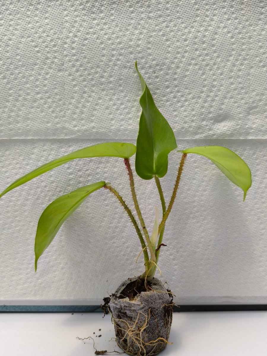 tissue culture philodendron Philodendron Squamiferum (Tissue Culture Plant in Jiffy bag) – vridhigarden