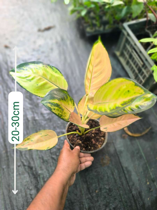 Aglaonema Sultan Brunei Motherplant Without Pot