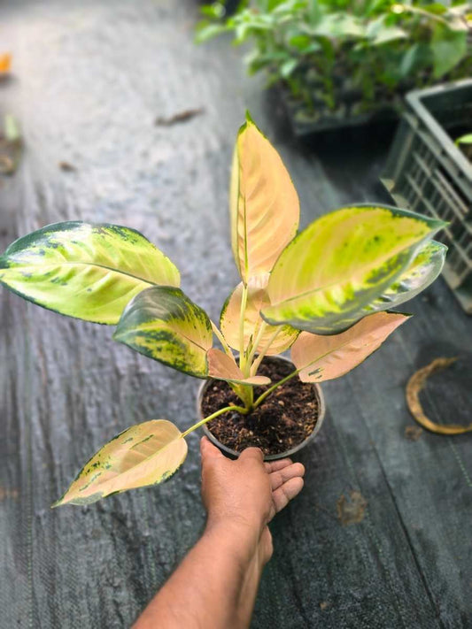 Aglaonema Sultan Brunei Motherplant Without Pot