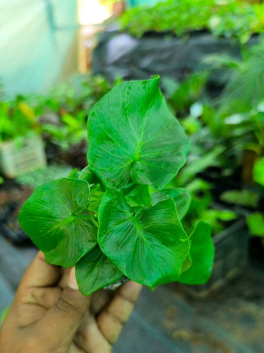 Philodendron Super Atom ( Tissue Culture Plant in Jiffy bag )