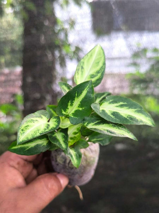 Syngonium Arrow Head (Tissue Culture Plant in Jiffy Bag)