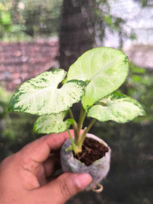 Syngonium Pixy (Tissue Culture Plant in Jiffy Bag)