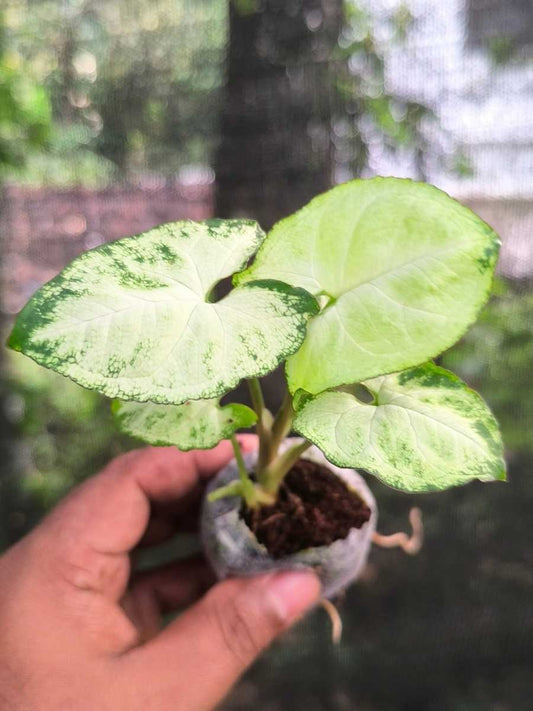 Syngonium Pixy (Tissue Culture Plant in Jiffy Bag)