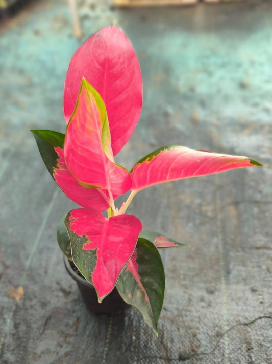 Aglaonema Thailand Red Medium size Rooted Plant Without Pot