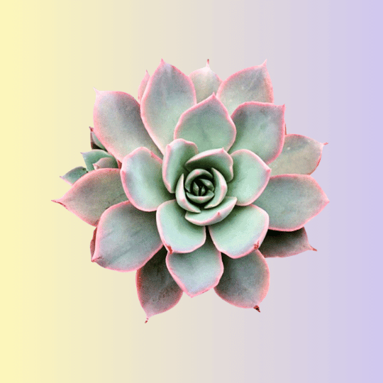 Terrarium Plants