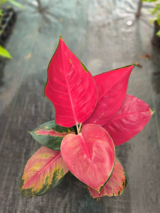 Aglaonema Thailand Super Red Big size Rooted Plant Without Pot