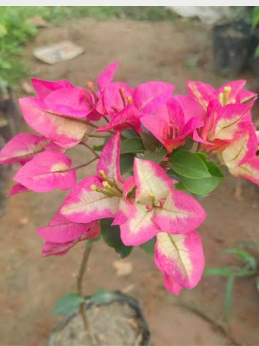 Bougainvillea Three Star Rooted Plant in Polybag