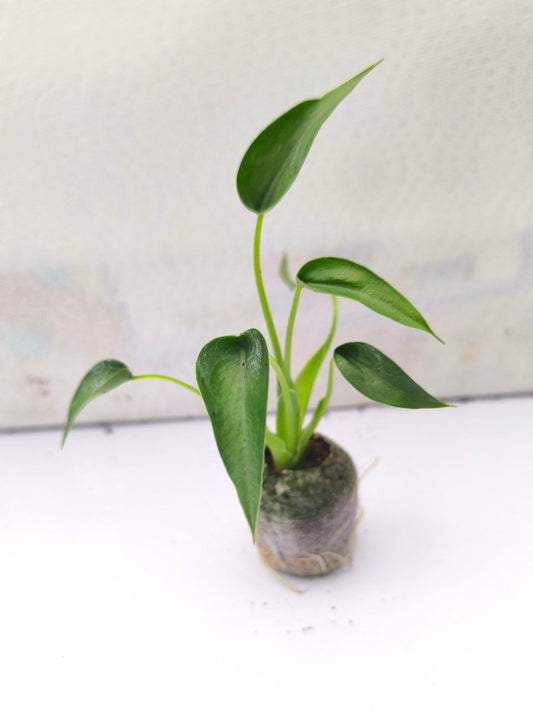 Alocasia Tiny Dancer (Tissue Culture Plant in Jiffy bag)