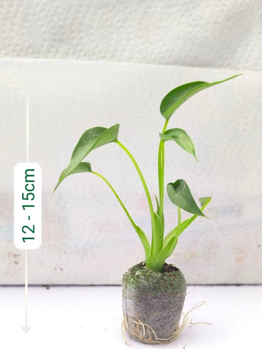 Alocasia Tiny Dancer (Tissue Culture Plant in Jiffy bag)