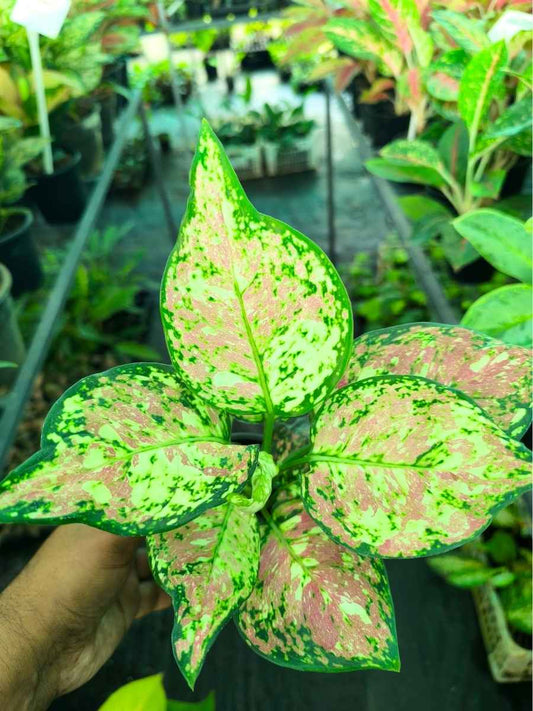 Aglaonema Tricolour Medium Size Rooted Plant Without Pot