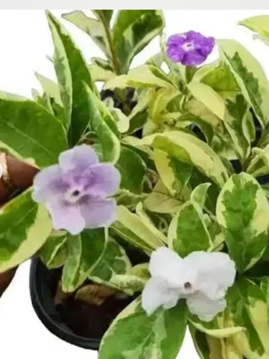 Yesterday Today Tomorrow (Variegated) Rooted plant in poly bag