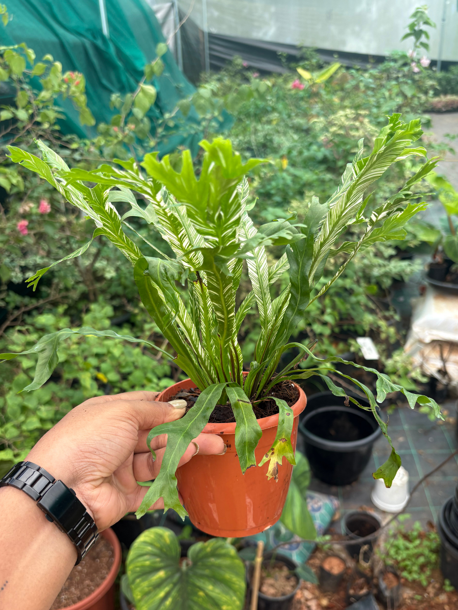 variegated birds nest fern for sale Variegated Fern – vridhigarden
