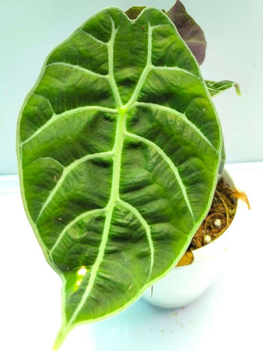 Alocasia Watsoniana (Tissue Culture Plant in Jiffy bag)