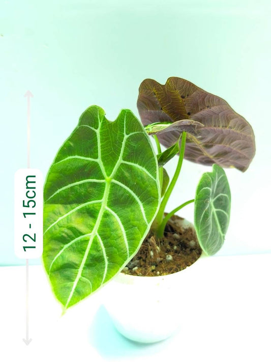 Alocasia Watsoniana (Tissue Culture Plant in Jiffy bag)